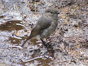 NZ Robin 2008