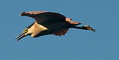 Nankeen Night Heron in Flight