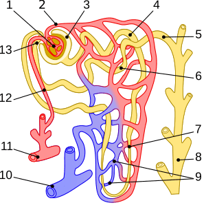 Nephron illustration