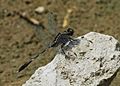 Orthetrum sabina old male