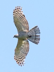 Pacific Baza - Australia