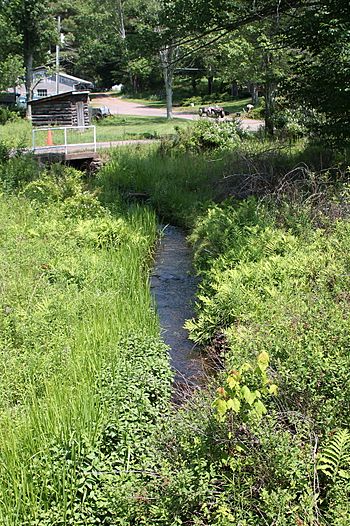 Paint Spring Run looking upstream.JPG