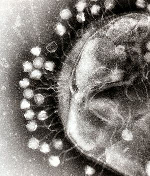 Phage