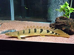 Polypterus delhezi 3