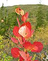 Populus tremula