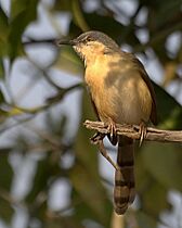 Prinia socialis -Pune, Maharashtra, India-8