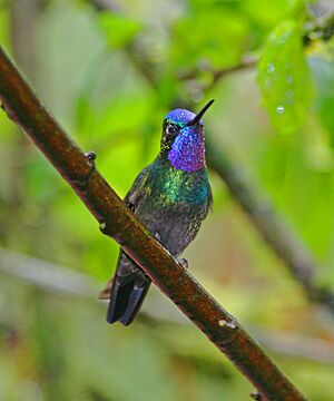 Purple-throated Mountain-gem.jpg