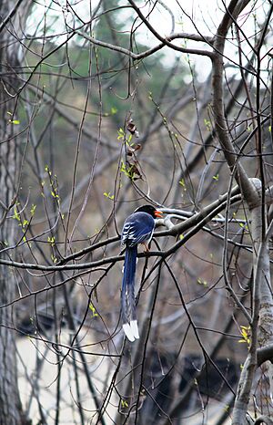 Red-billed blue magpie