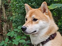 Redshibaurajiro