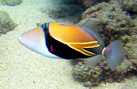 Reef Triggerfish 1.JPG