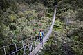 Roberts Point Track, Franz Josef