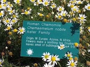 RomanChamomile