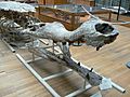 Sarcosuchus imperator side