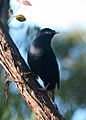 Satin Bowerbird