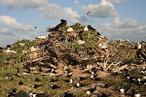 Seabird colony