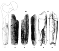 Sinanthropus Femora V and VI