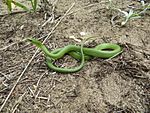 Smooth Green Snake (Opheodrys vernalis)