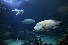 Snorkel, Samson and Cooper from the National Marine Aquarium, Plymouth UK 