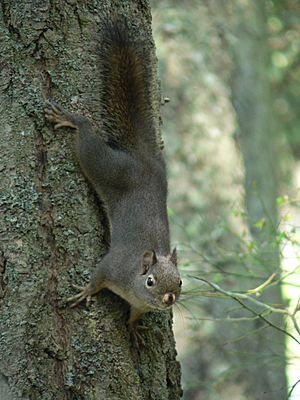 Tamiasciurus douglasii 37808