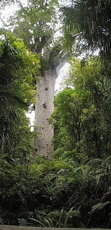 Tane Mahuta