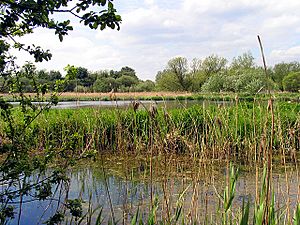 Thatcham Reedbeds Nature Reserve - geograph.org.uk - 9490.jpg