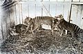 Thylacines