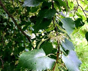 Tilia-cordata2.JPG