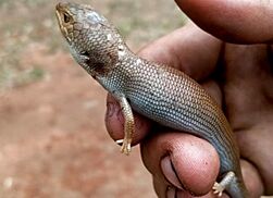 Tiliqua adelaidensis (Peters, 1863) 3069938647.jpg