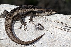 Tree Skink (Egernia striolata) (8637596078).jpg