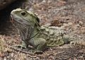 Tuatara