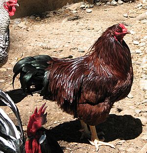 Walter, Buckeye Rooster.jpg