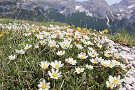 Weiße Silberwurz (Dryas octopetala) 2