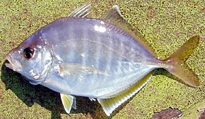 Whitefin trevally.jpg