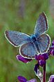 Willamette valley fenders blue butterfly icaricia icarioides fenderi