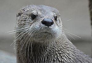 Zoo River Otters