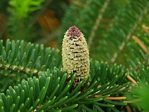 Abies fraseri cone