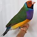 Adult gouldian finch