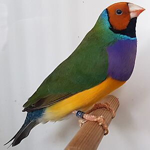 Adult gouldian finch