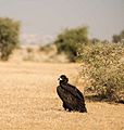 Aegypius monachus, Bikaner, Rajasthan, India