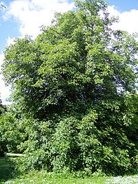 Aesculus glabra var. glabra.jpg