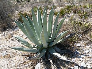 Agave scabra 3.jpg