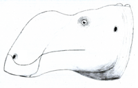 Aquilarhinus LM.png