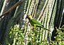 Aratinga pertinax -national park -Aruba-8.jpg