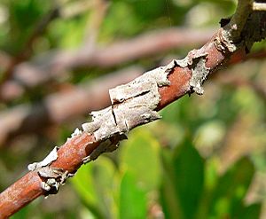 Arctostaphylos tomentosa ssp insulicola 4.jpg