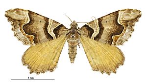 Asaphodes chlamydota female.jpg