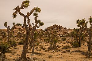 Barker Dam Nature Trail (17081448532)