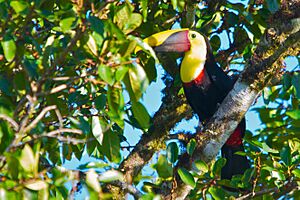 Black-mandibled Toucan 2012.jpg