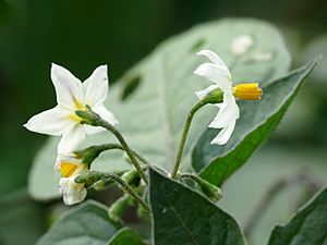 Black Nightshade - Flickr - treegrow (2)