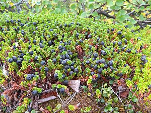 Black crowberry