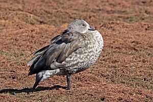 Blue-winged goose (Cyanochen cyanoptera)